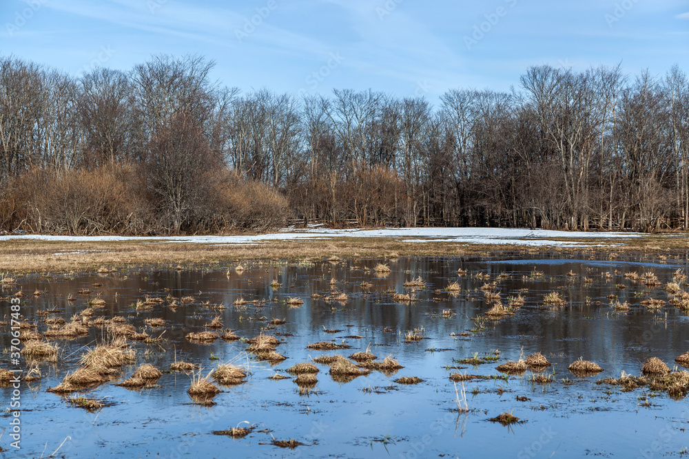 Flooded trees and frozen water in the floodplain of the river at the thaws.