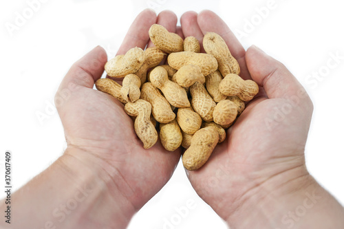 peanut grain in peel in palms on white background