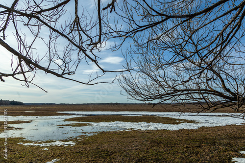 Obraz na płótnie Flooded trees and frozen water in the floodplain of the river at the thaws. w salonie