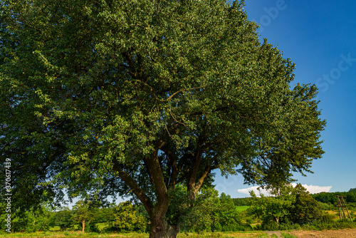 old wild big pear tree in meadow