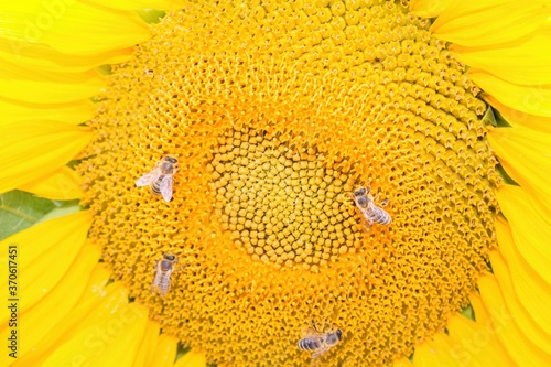 Four bees on a sunflower flower on which the sun`s rays fall.Four bees on a yellow sunfllower in summer. photo