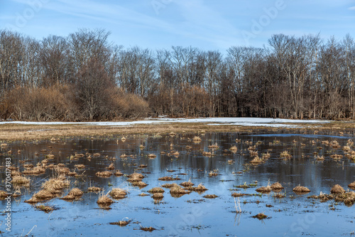 Obraz na płótnie Flooded trees and frozen water in the floodplain of the river at the thaws. w salonie