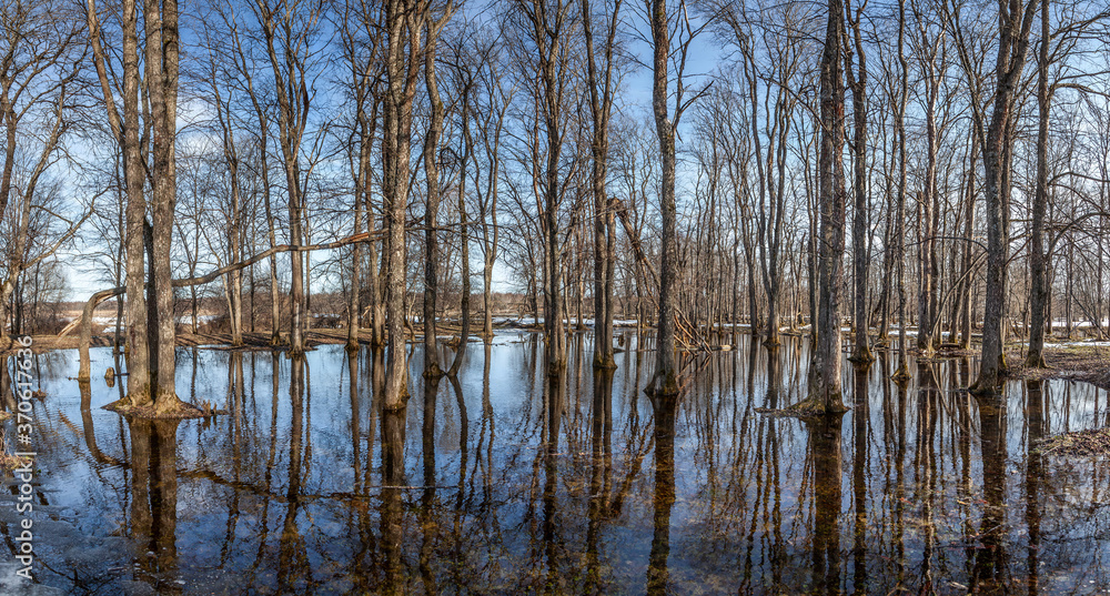 Flooded trees and frozen water in the floodplain of the river at the thaws. Flooded trees and frozen water in the floodplain of the river at the thaws.