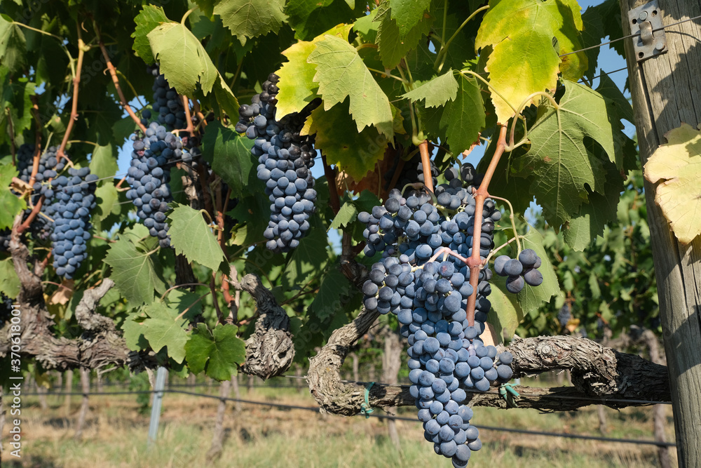 multiple clusters of red grapes on old plants