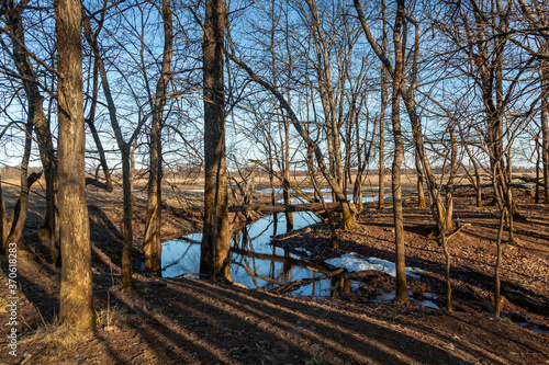 Obraz na płótnie Flooded trees and frozen water in the floodplain of the river at the thaws. w salonie