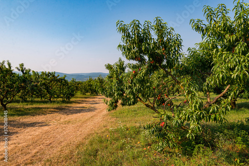 ripe peach tree in agricultural garden