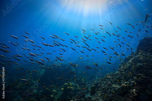 Underwater photo of school fish in sunlight at the coral reef of Phi Phi Islands in Thailand.