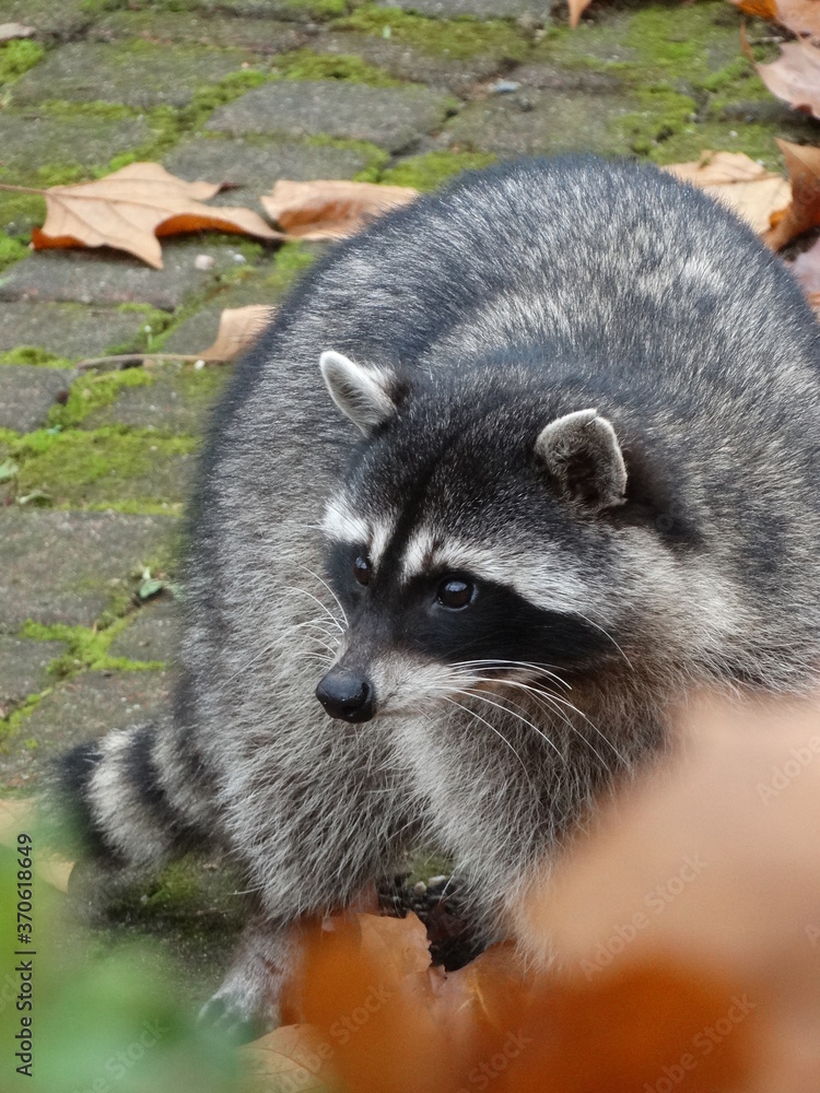 Obraz premium Belleza animal