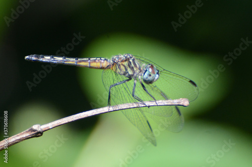 A Blue Dasher dragonfly (Pachydiplax longipennis) perches in a Central Park forest glade in New York City, waiting to hunt prey