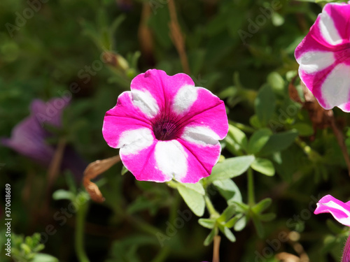Petunia  x hybrida - Petunia  Raspberry Star  decorated in luminous star in pink and magenta with white radiating from the center
