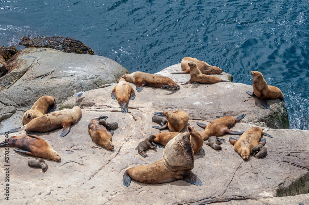 Fototapeta premium Steller's Sea Lions (Eumetopias jubatus) at colony, Chowiet Island, Semidi Islands, Alaska, USA