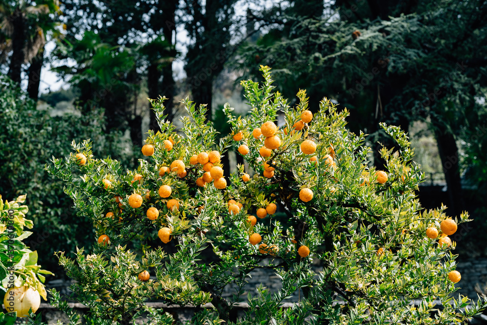 A lot of orange ripe oranges on the branches of a tree.