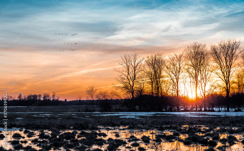 Flooded trees and frozen water in the floodplain of the river at the thaws.