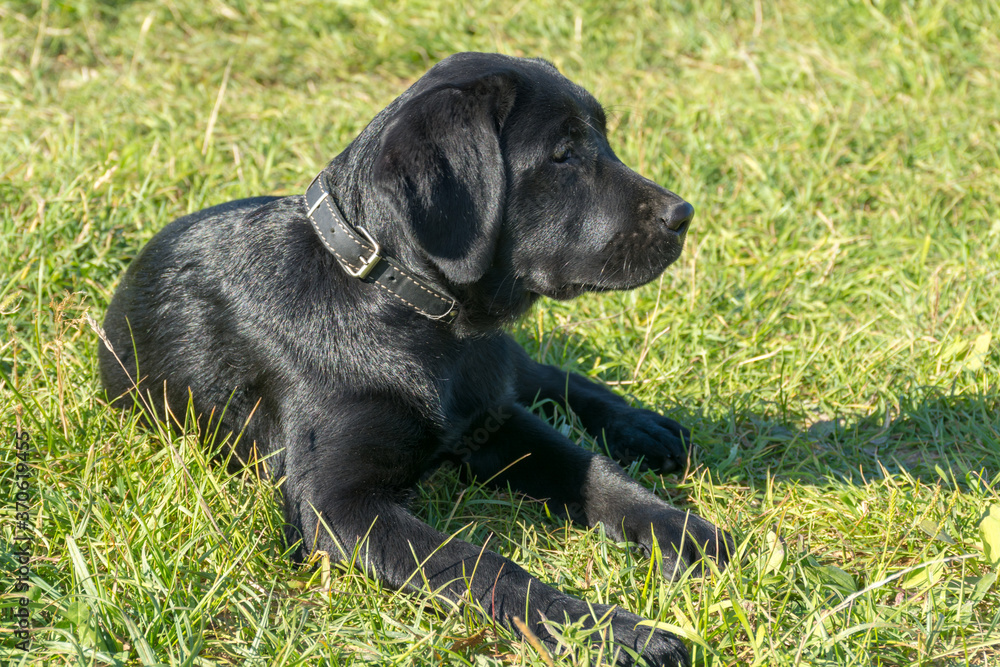 black Labrador puppy lying on the green grass