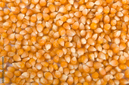 granos o semillas de maíz seco