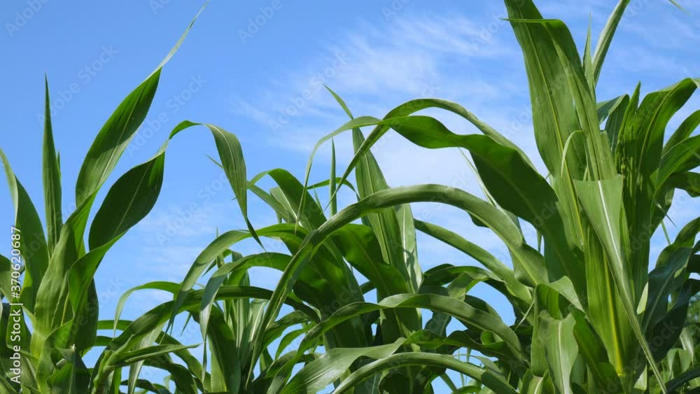 Young field of corn with the long leaves fluttering in the breeze in the background a blue sky with some clouds. Young field of corn with the long leaves fluttering in the breeze in the background a blue sky with some clouds.
