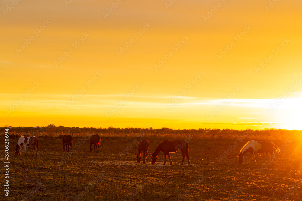 golden hour and horses