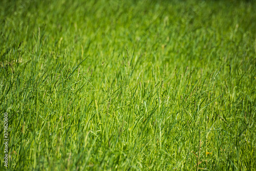 Side view of long green grass