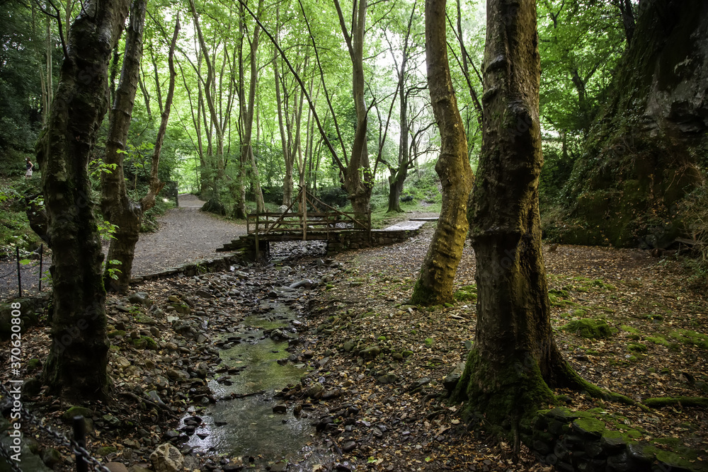 Obraz premium Natural forest with trees