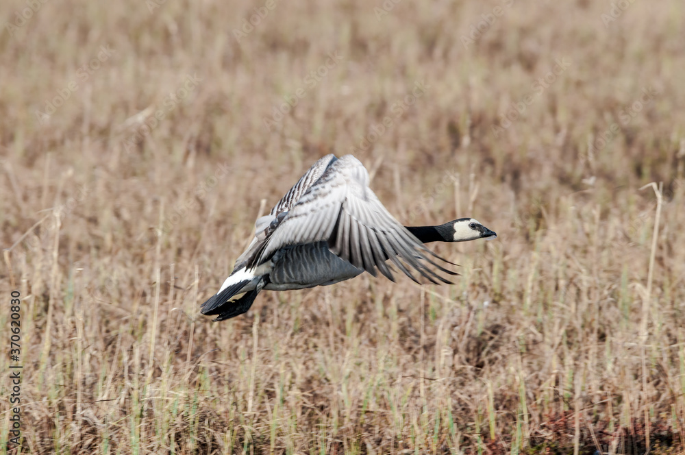 Fototapeta premium Barnacle Goose (Branta leucopsis) in Barents Sea coastal area, Russia