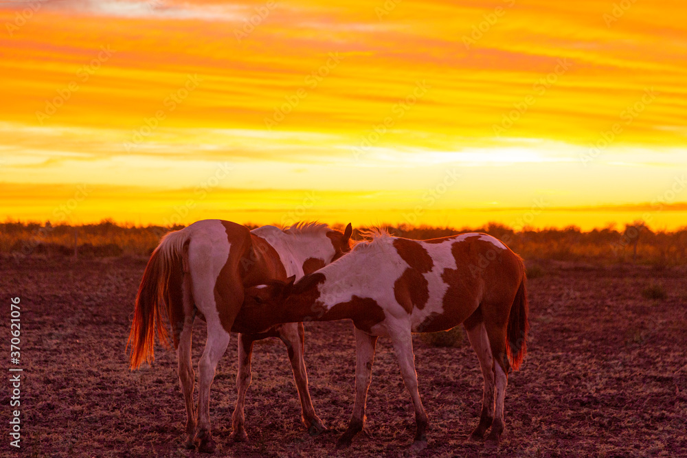 Fototapeta premium mare feeding filly