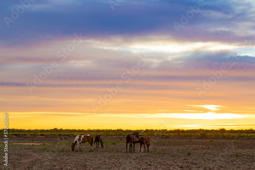 herd of horses and sunset beaty of life