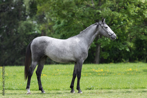 Gray horse stands on natural summer background  profile side view  exterior