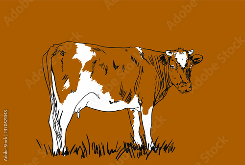 Animal portrait of cow. Hand drawn sketch.