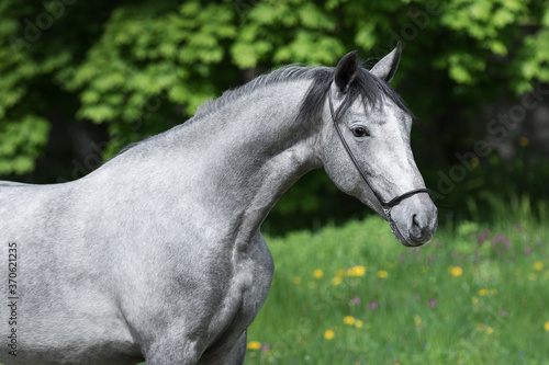 Portrait of a beautiful gray horse on natural green summer background, head closeup © Svetlana