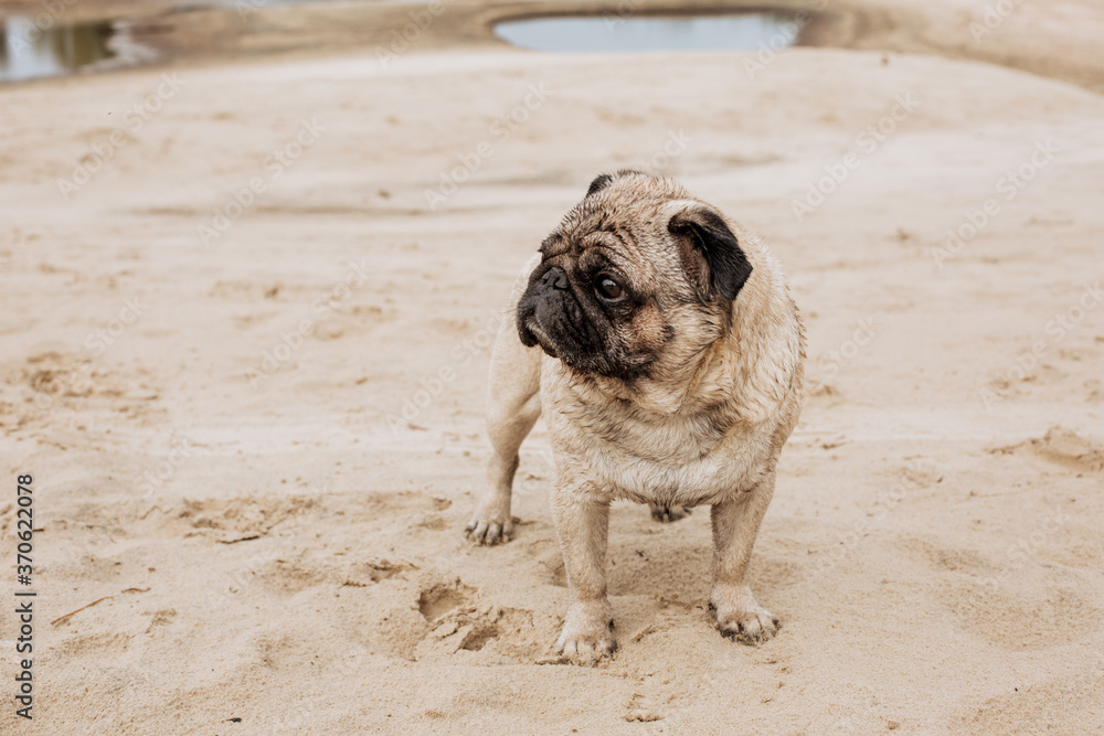 Pug walks on the beach