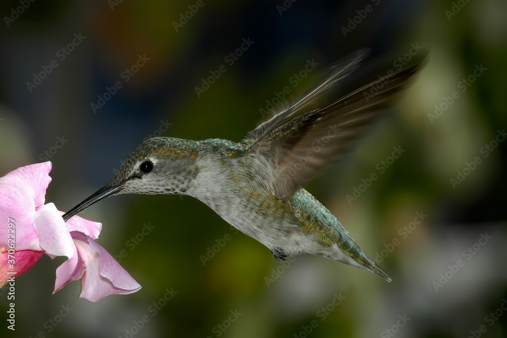 Obraz premium Female or immature male of Anna's Hummingbird (Calypte anna) in garden, Los Angeles, California, USA