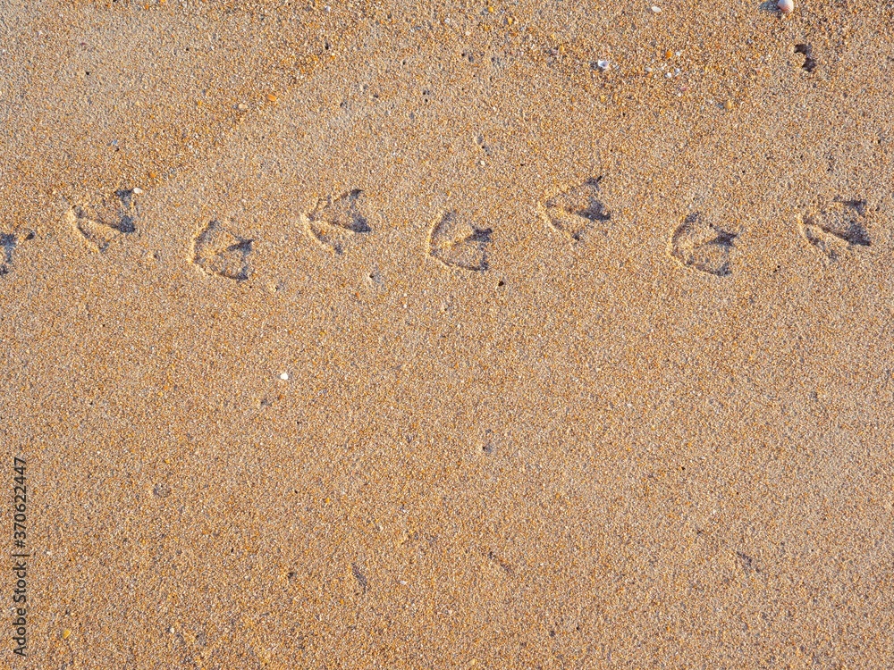 Bird tracks or footprints on the wet yellow sand. natural background, copy space Bird tracks or footprints on the wet yellow sand. natural background, copy space