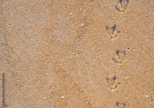 Bird tracks or footprints on the wet yellow sand. natural background, copy space