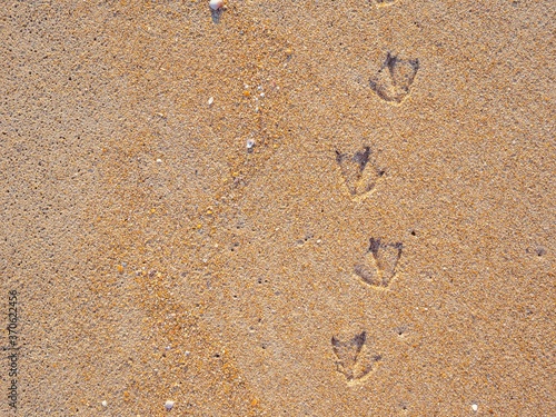Bird tracks or footprints on the wet yellow sand. natural background, copy space