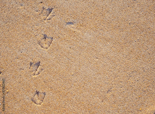Bird tracks or footprints on the wet yellow sand. natural background, copy space