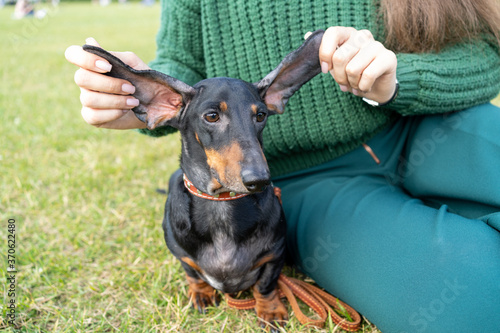 portrait of a dachshund dog with cute long ears  in the hands of a girl