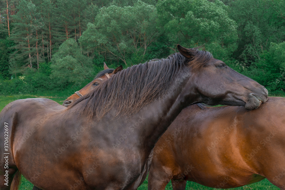 Fototapeta premium Couple of horse portrait in pasture. Two beautiful chocolate and brown horses clean each other, nuzzling and hugs. Mare and horse stand in a grassy paddock with trees at nature. Horse communication