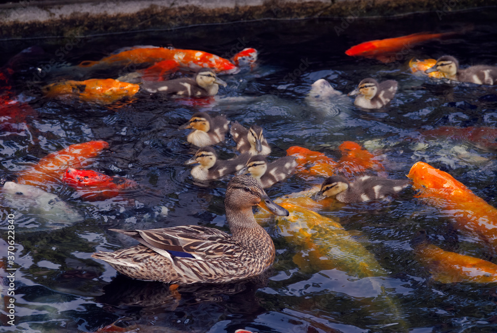 Mallard (Anas platyrhynchos) female with ducklings and Koi (Cyprinus carpio ) in pond