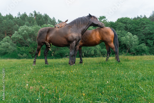 Couple of horse portrait in pasture. Horse communication. Two beautiful chocolate and brown horses clean each other, nuzzling and hugs. Mare and horse stand in a grassy paddock with trees at nature. 