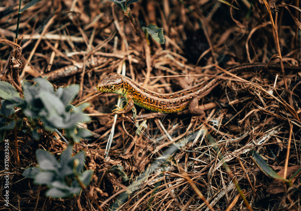close up of a little sand lizard in brown grass close up of a little sand lizard in brown grass