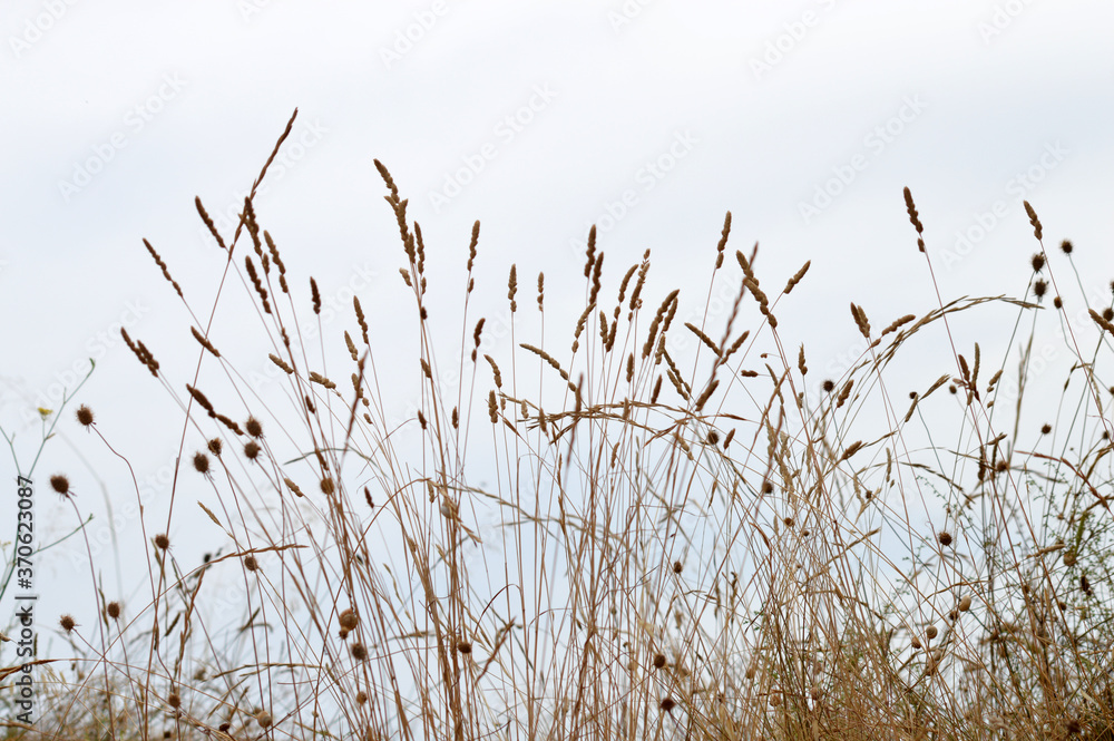 Fototapeta Plantas campo en verano