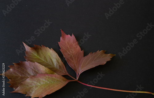Autumn card of colored falling leafs isolated on black background