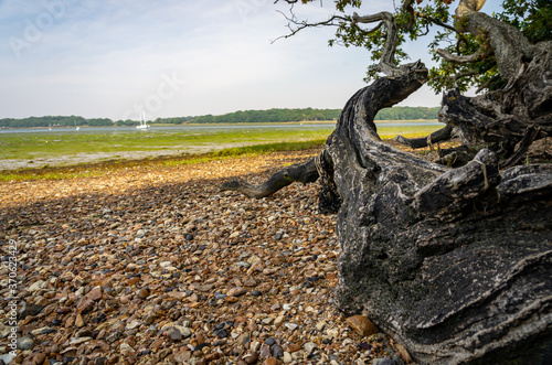Foto Dead tree trunk and mudflats exposed at low tide