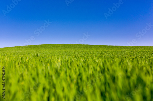 grüne Feldlandschaft unter blauem Himmel ohne Wolken