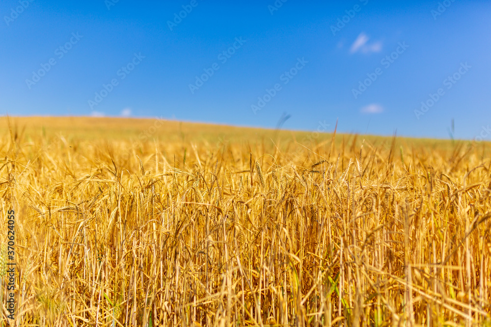 goldenes Weizenfeld unter blauem Himmel