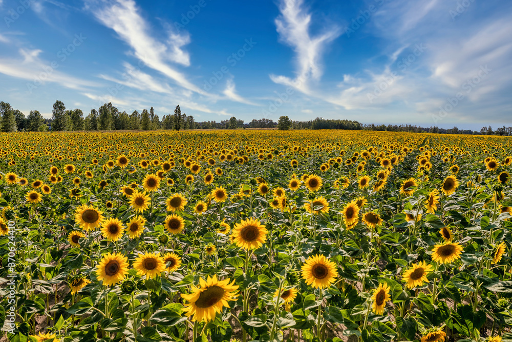 Naklejka premium Sunflower field with a colorful background at sunset.