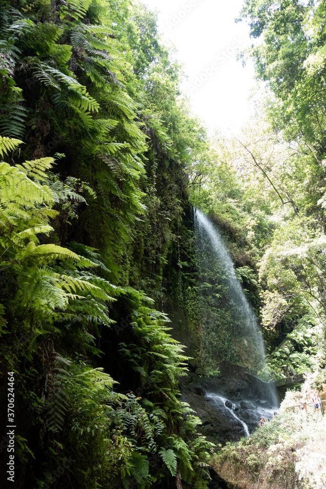 waterfall in the forest on La Palma Island waterfall in the forest on La Palma Island