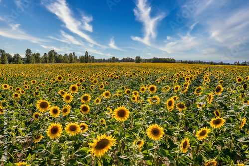 Sunflower field with a colorful background at sunset.