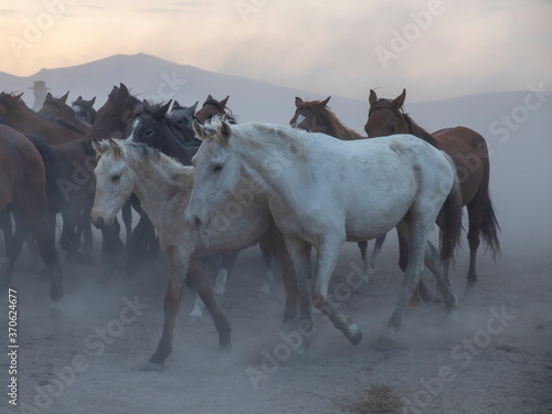 Horses, Kayseri, Turkey © lucid_dream