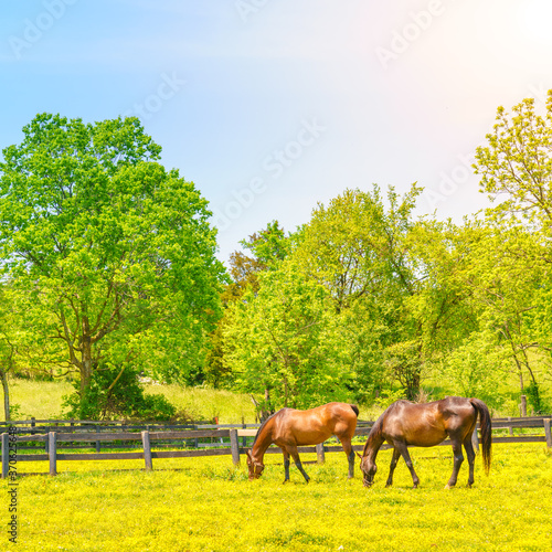 Bluegrass horse farm